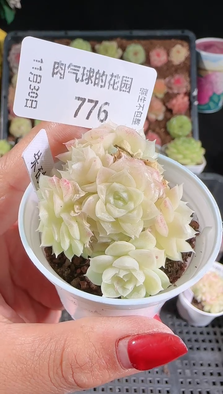 1130-776朱砂痣多肉群生不包整