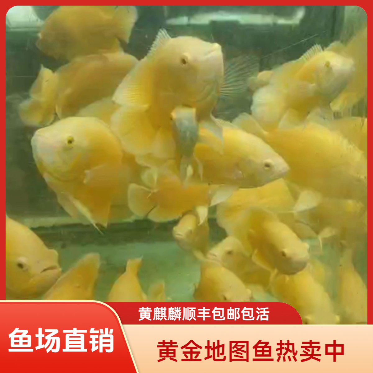 黄金地图鱼黄麒麟两条好看耐活