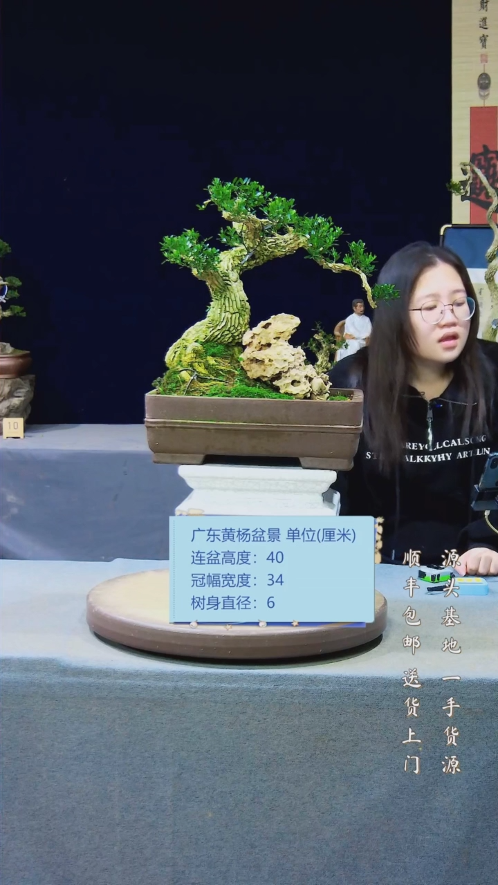 【闪购商品】黄杨盆景黄杨盆景