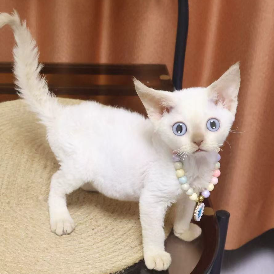 【蔚蓝】德文卷毛猫红重点妹妹-考拉