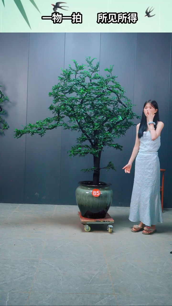 无花朵陌**人85号广东小叶紫檀