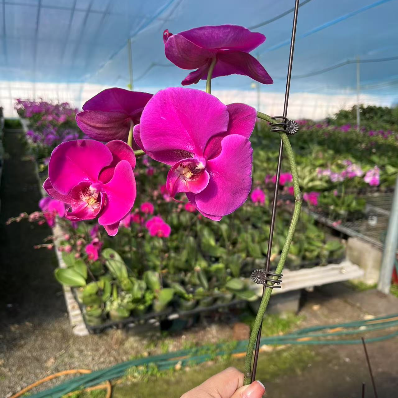 七色鹿园艺【红玛瑙】蝴蝶兰花卉美观家用观赏优雅大气