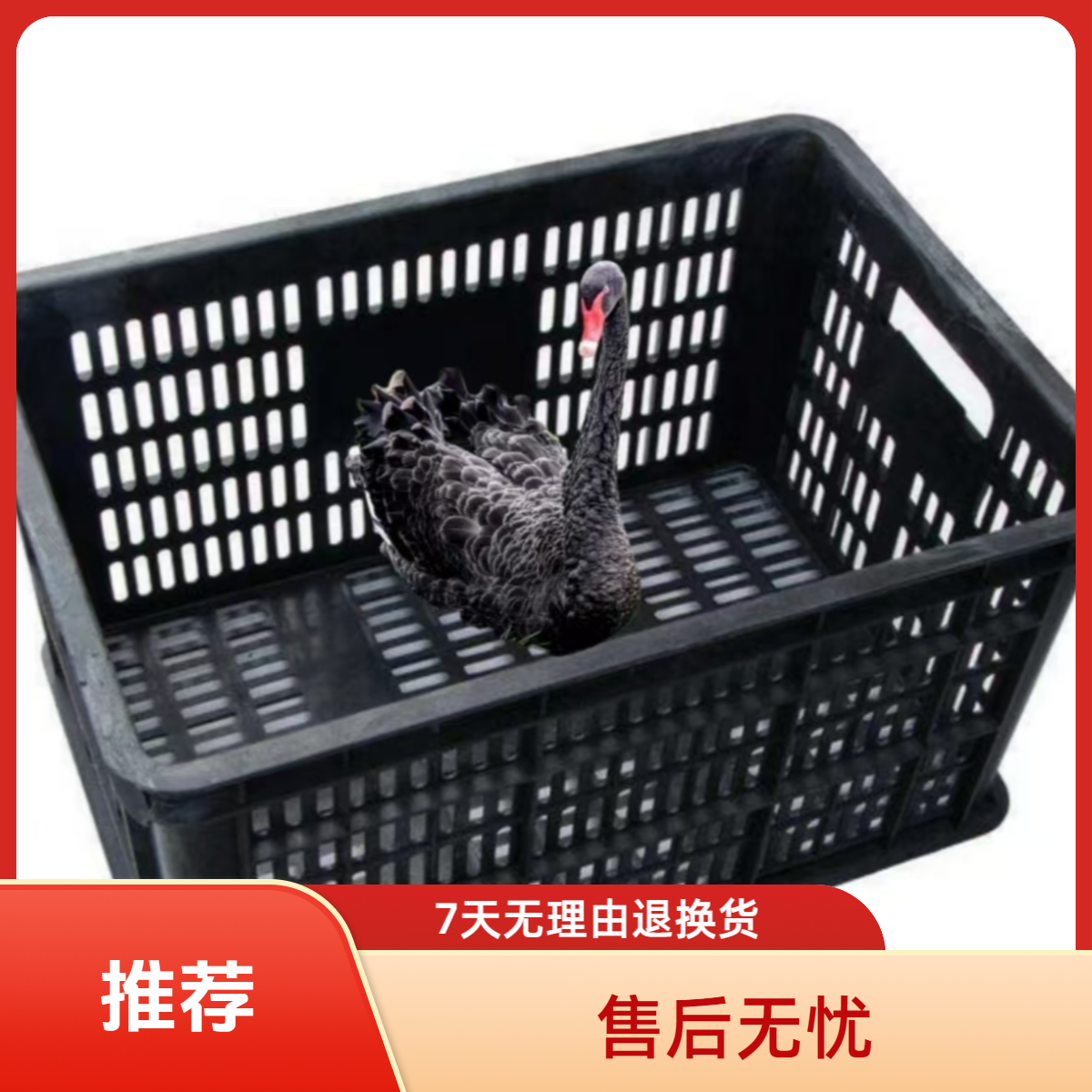 成年12斤黑天鹅【专用收纳筐观赏】PVC材质收纳筐包邮发货