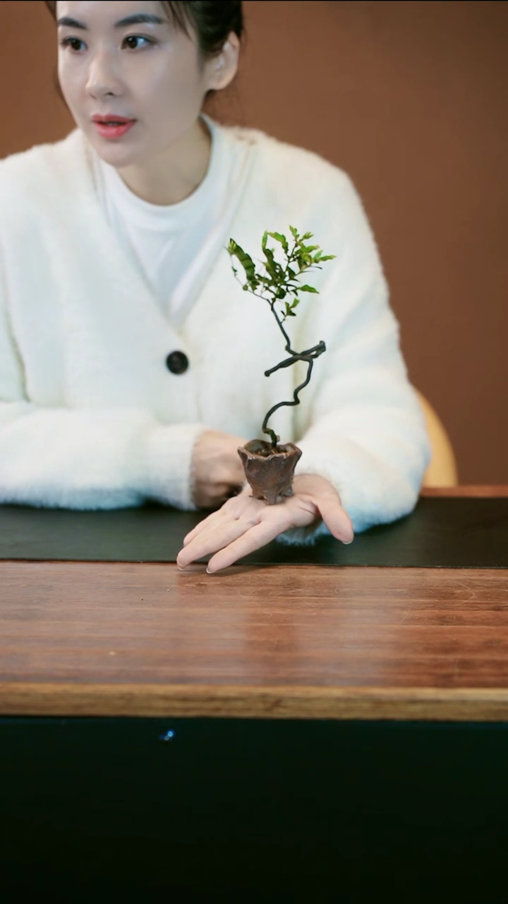 【闪购商品】盆景黑骨茶