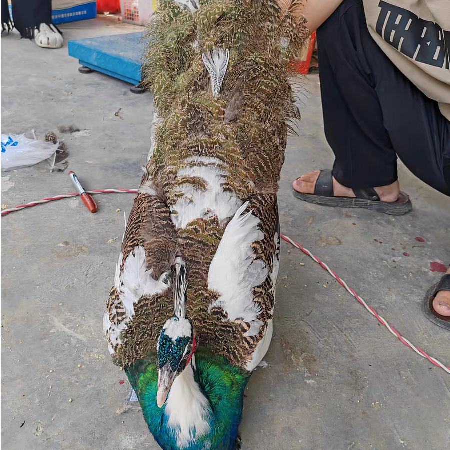 直播间观赏宠物一物一拍花