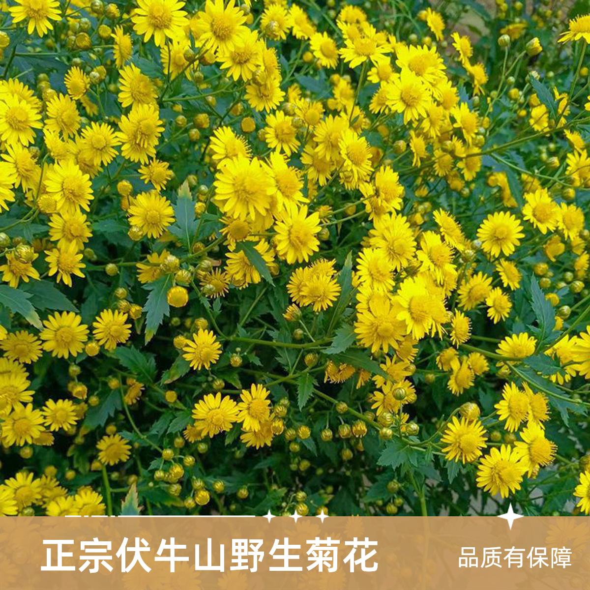 伏牛山采摘野生野菊花清火菊花茶野生菊花农家当季晾晒小菊花胎菊