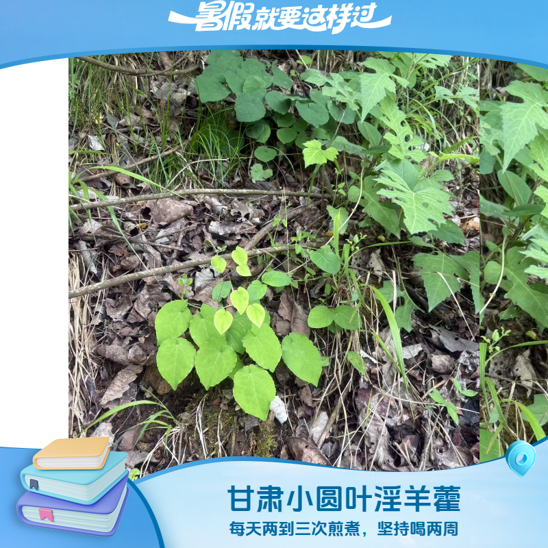 正宗甘肃深山淫羊藿中药材店杜仲枸杞秦岭野生泡水泡酒三枝九叶草