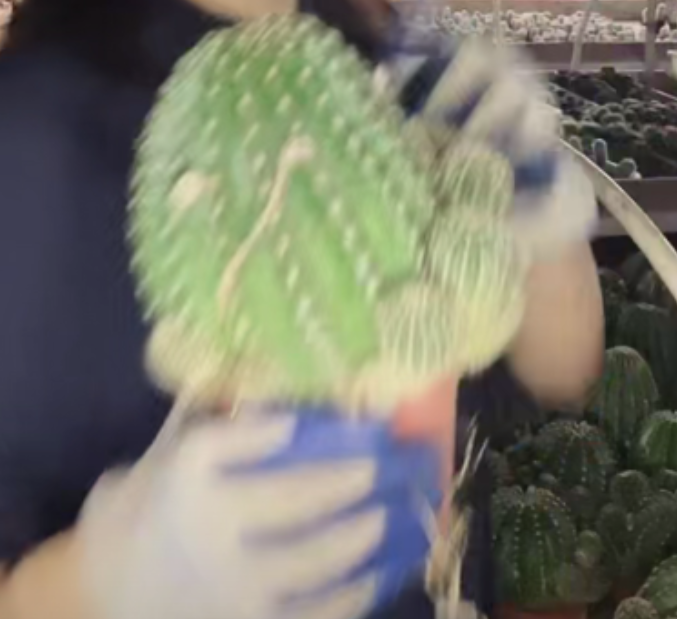 二妹园艺【 1颗  大号黄娇媚    自根 】脱土随机发货