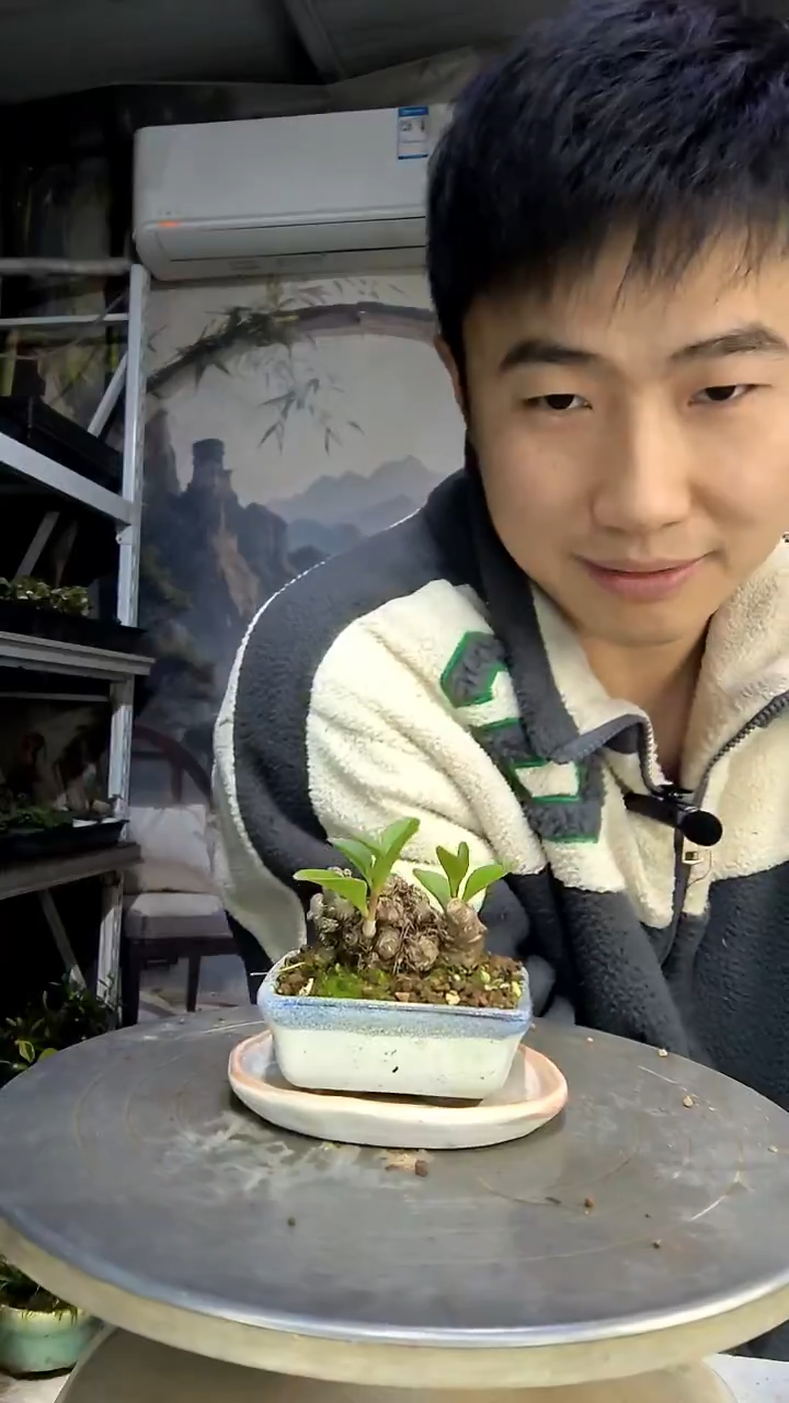 ㊗****行中青园艺一物一拍花270