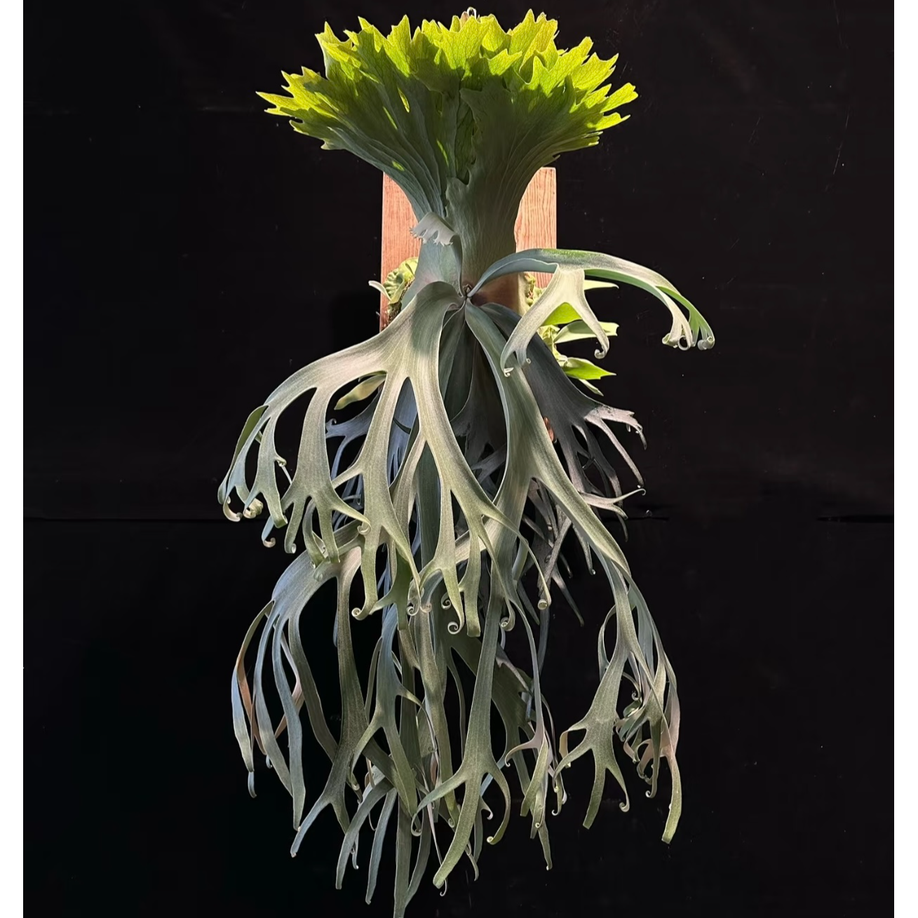 狮子座流星雨鹿角蕨孢子苗室内装饰绿植北欧风壁挂观叶植物