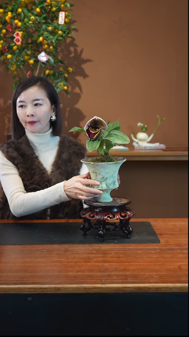 全部花朵红肉饼盆景盆景