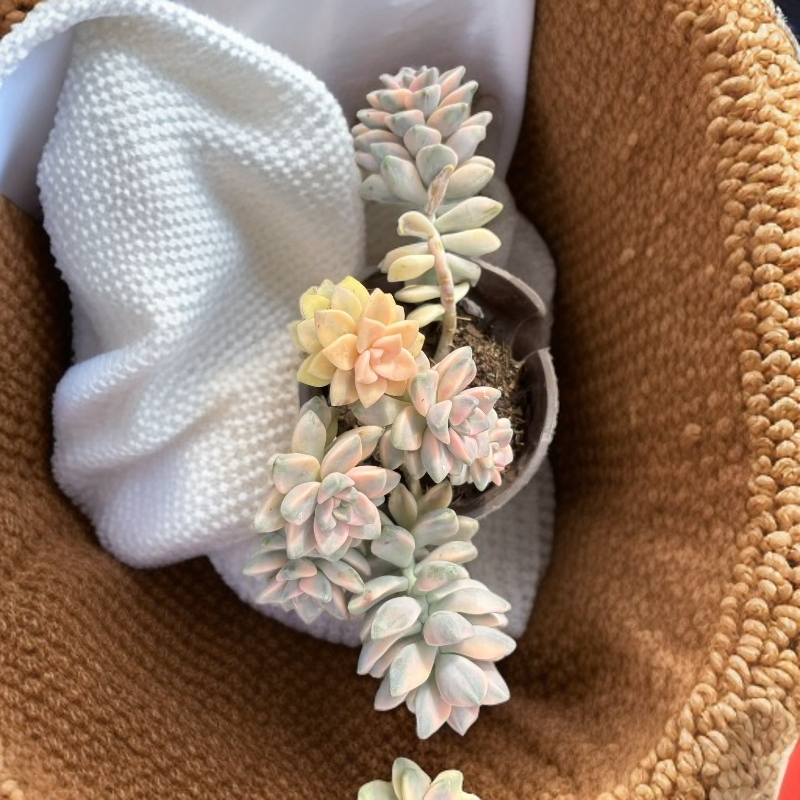 整桩美杏锦多肉耐旱易活脱土发货新手好养包邮