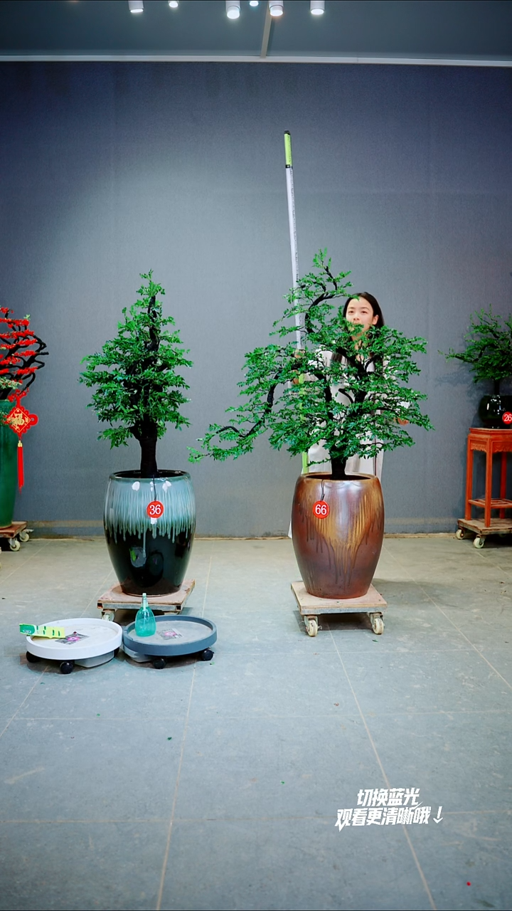 当前无花朵，栽培后可花朵鸿*一物一拍绿植