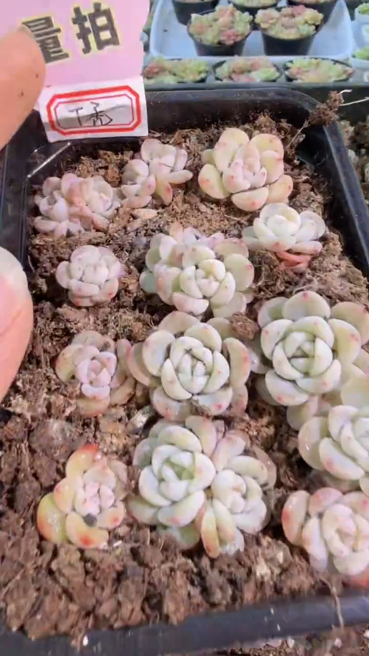 秃子甜心 切糕1盒 量拍多肉植物