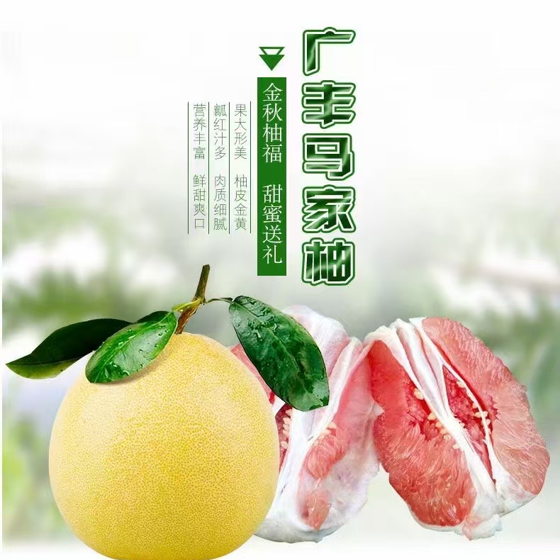 （礼盒装）【省星农场基地直发】广丰马家柚红心蜜柚老少皆宜品质保