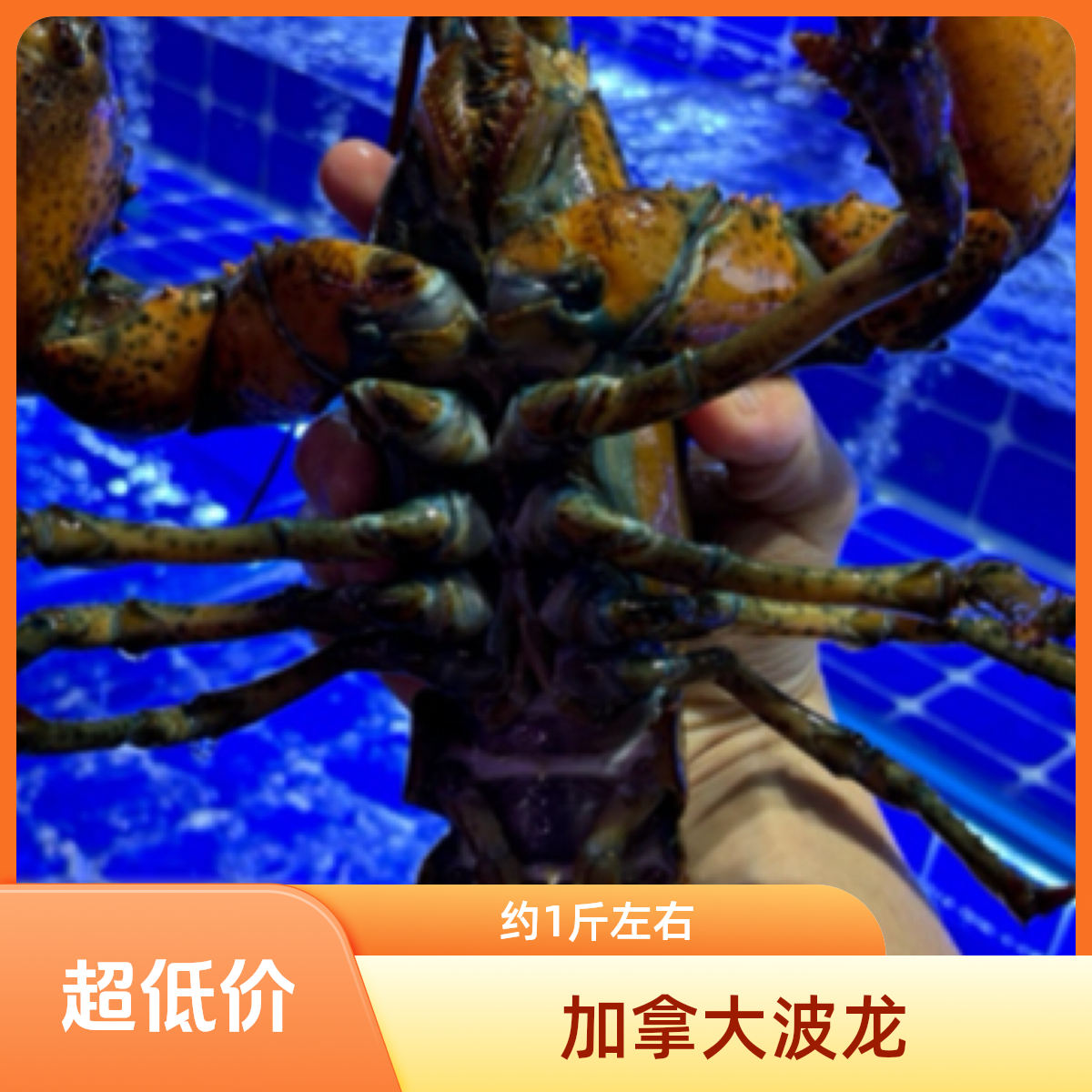 波龙 （产地加拿大）约400-500g