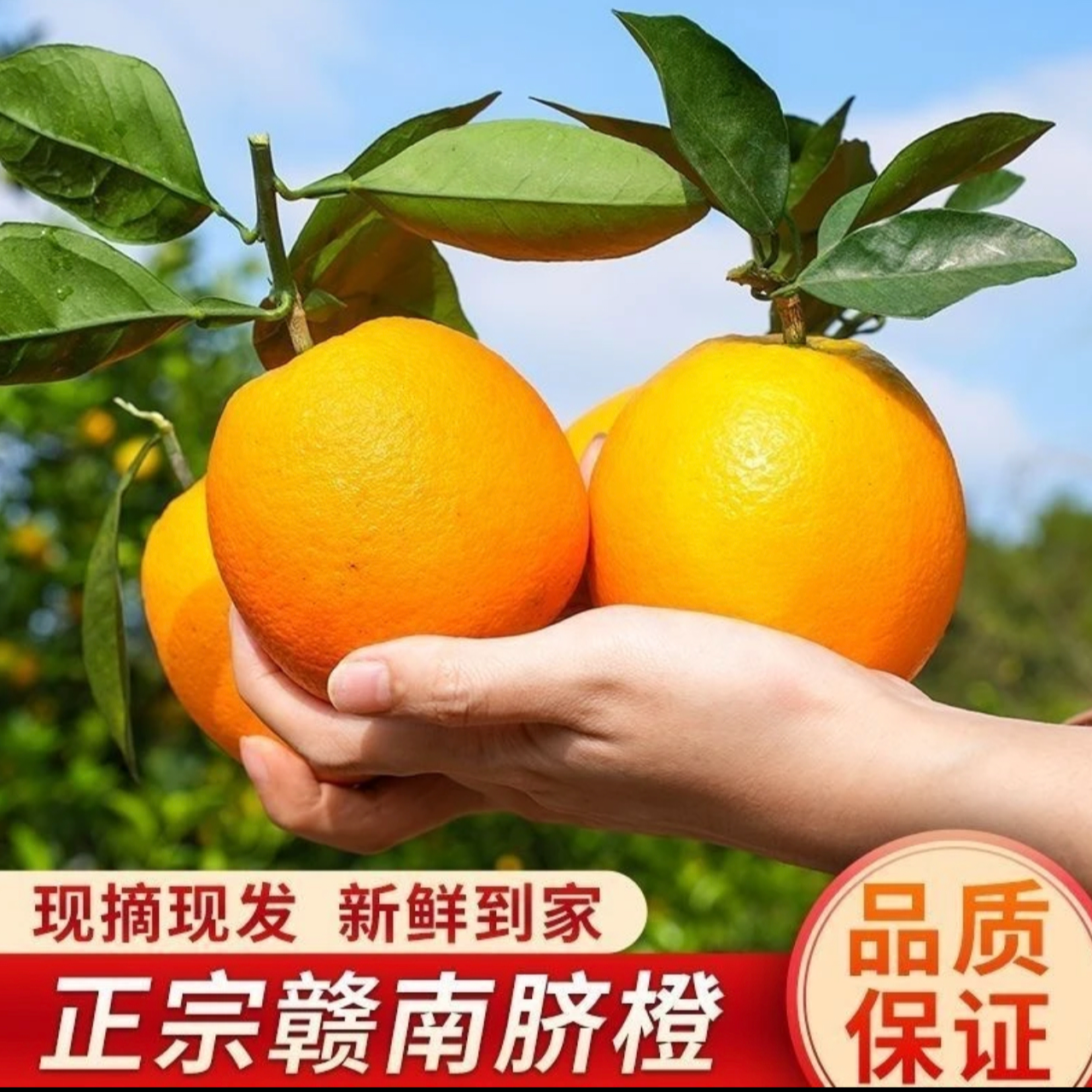 【汇峰农场】正宗江西赣南脐橙 高山果净重3-5斤±2两 京东包邮