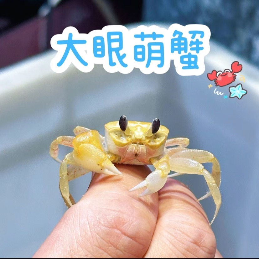 差价补运费补差价大眼萌宠可爱沙蟹中华沙蟹