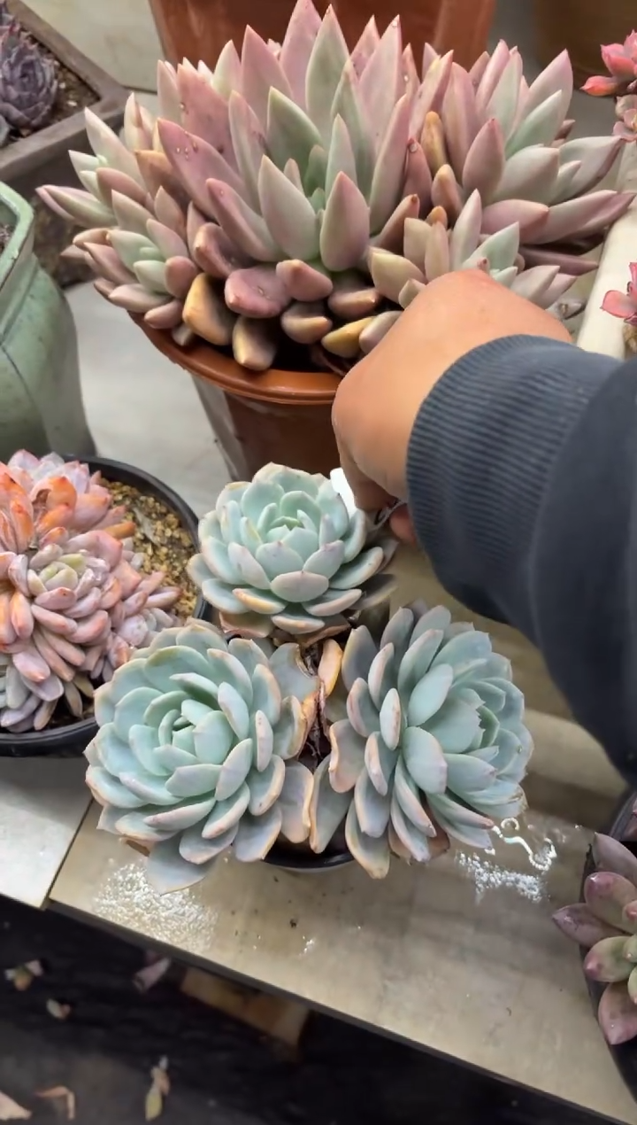 ?****?黑大帅多肉206奶茶杂