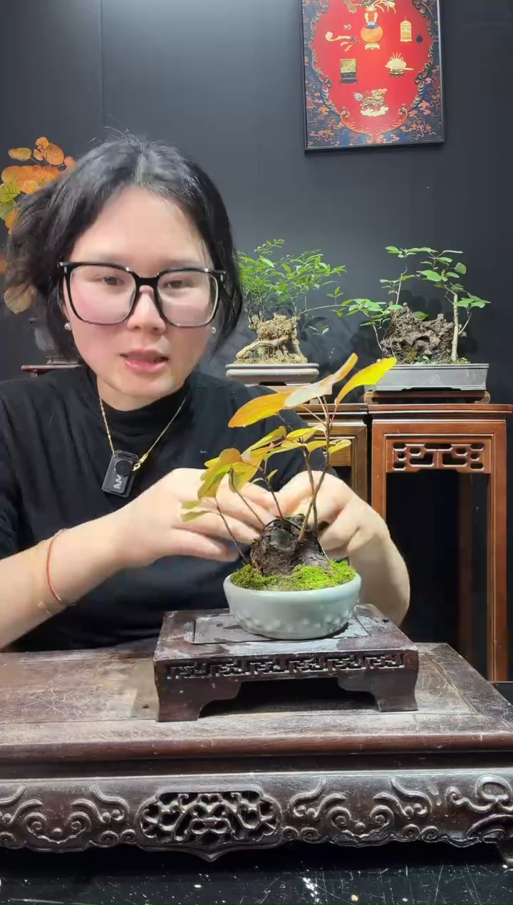 完全开放黄栌000