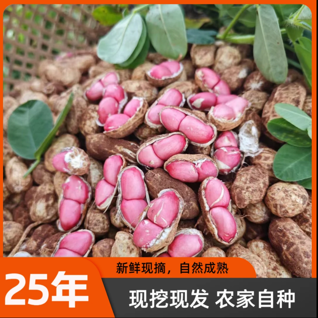 【汇峰农场】紫皮四粒鲜红花生3/5斤装  现挖现发 顺丰包邮