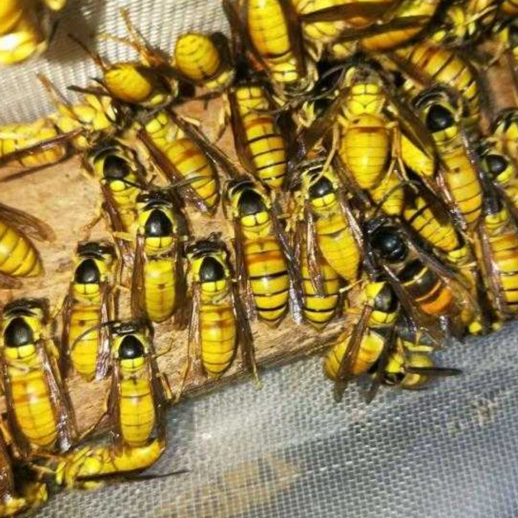 黑盾美人蜂诱蜂水