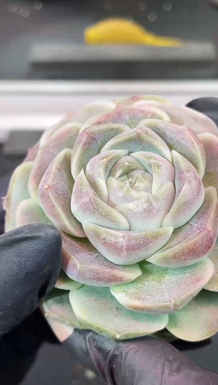 闪购1776  糯翡多肉一颗   5.5-6厘米