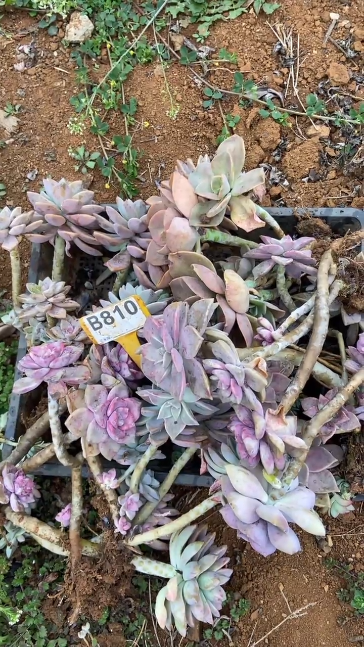 【闪购商品】B810清风花木兰多肉组合