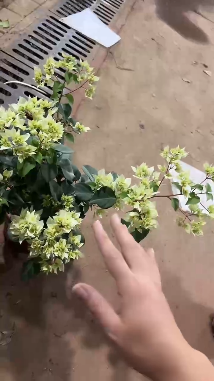 完全开放两单包邮，重瓣绿三角梅
