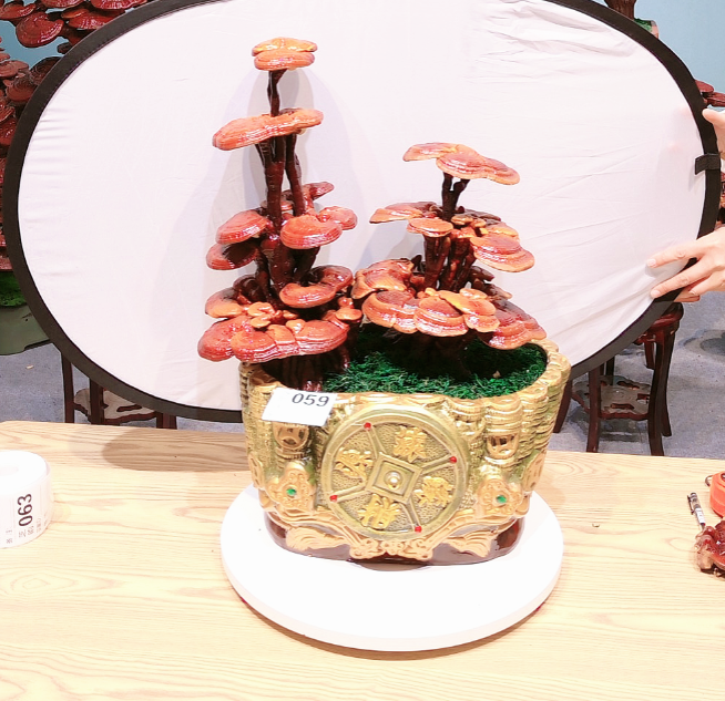 灵芝盆栽室内四季观赏植物可净化空气适合办公室摆放