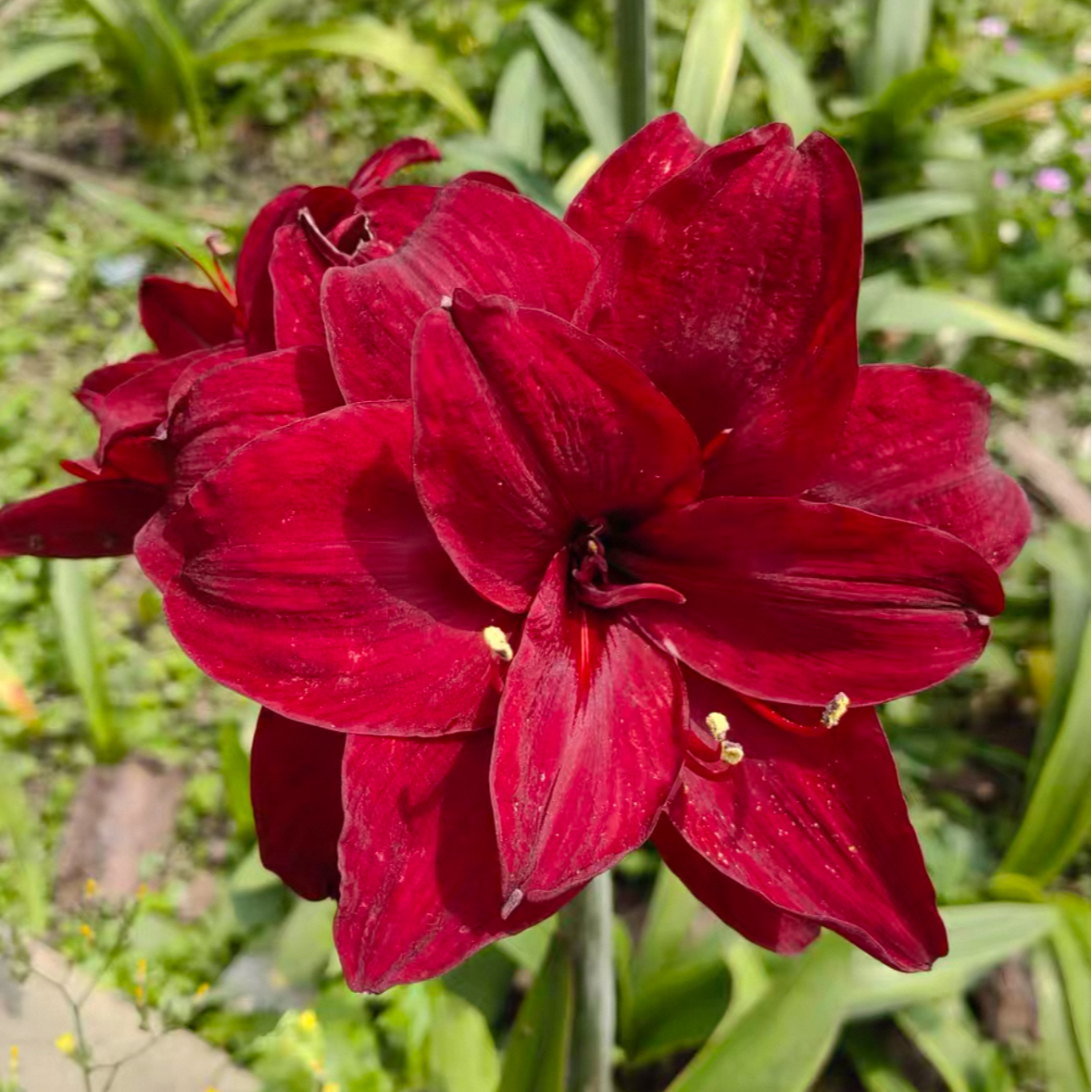 朱顶红种球【红酒】小苗自然球，不带侧芽