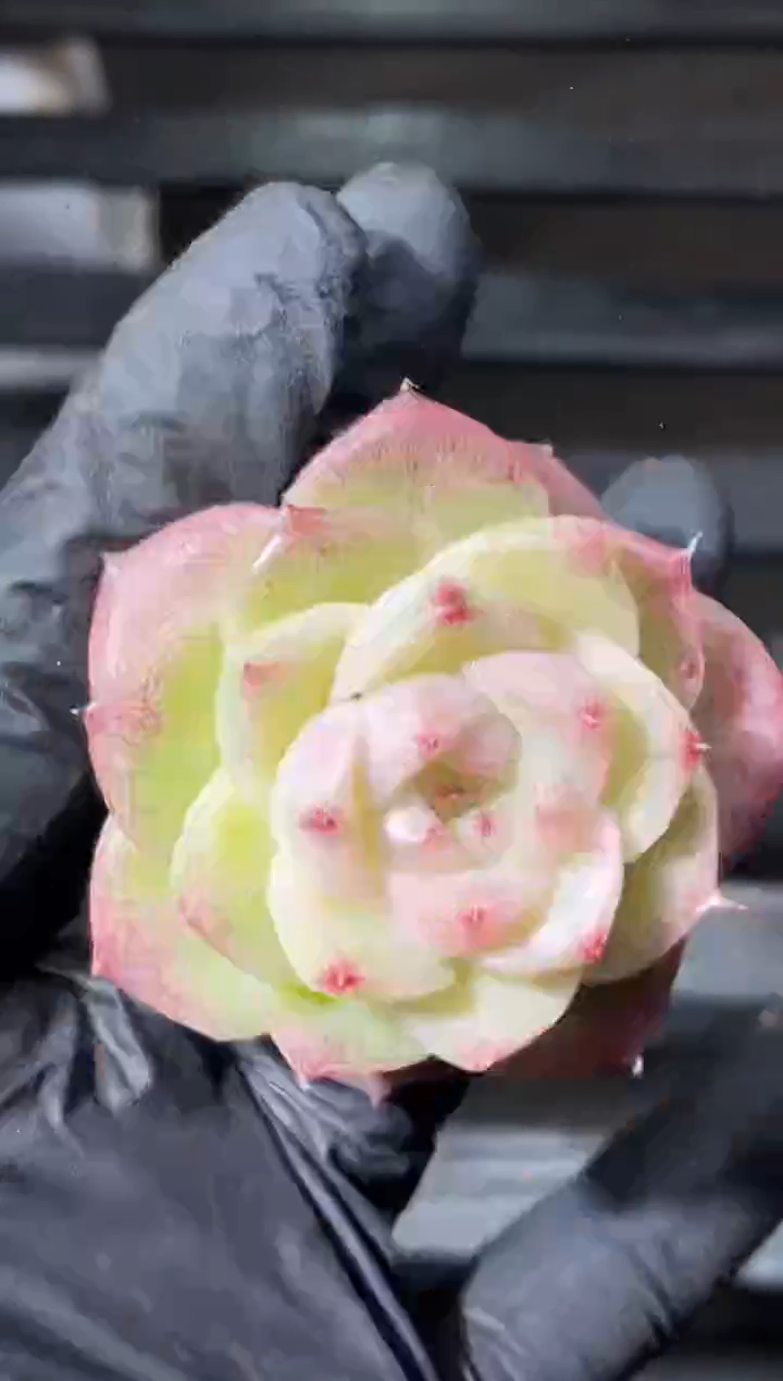 27-24超麦3-4厘米量拍发一颗