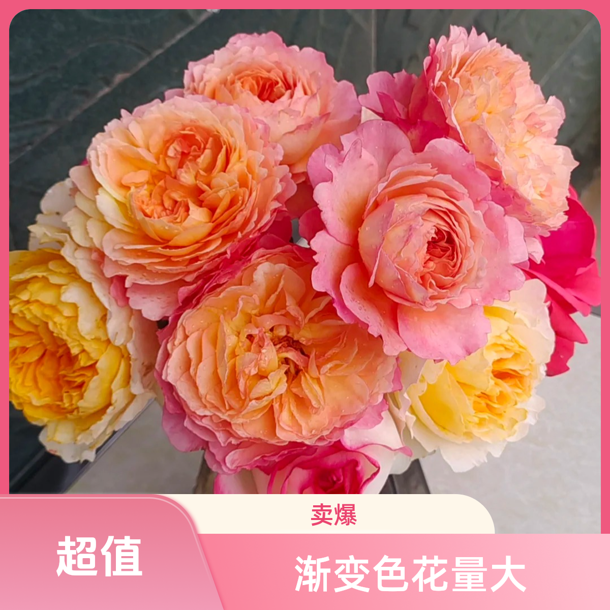 黑哥的花园安德烈杜加德灌木月季耐热耐晒花量大多季节重复开花