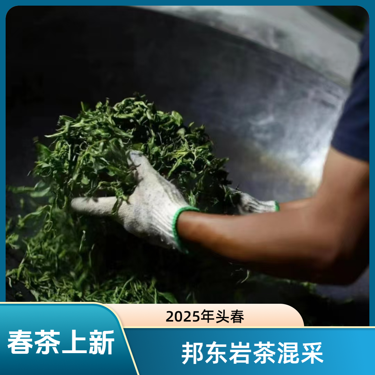 2025年春第一批头采头春邦东中小树混采125克