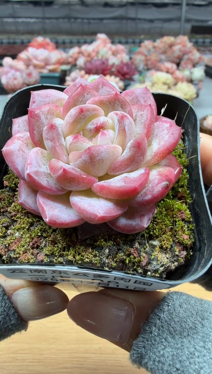 东云多肉园二店-08