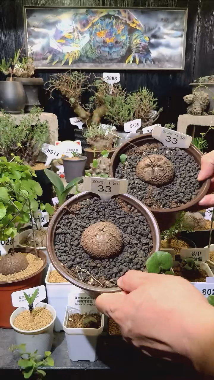 33号1130福利南非龟甲龙买一送一