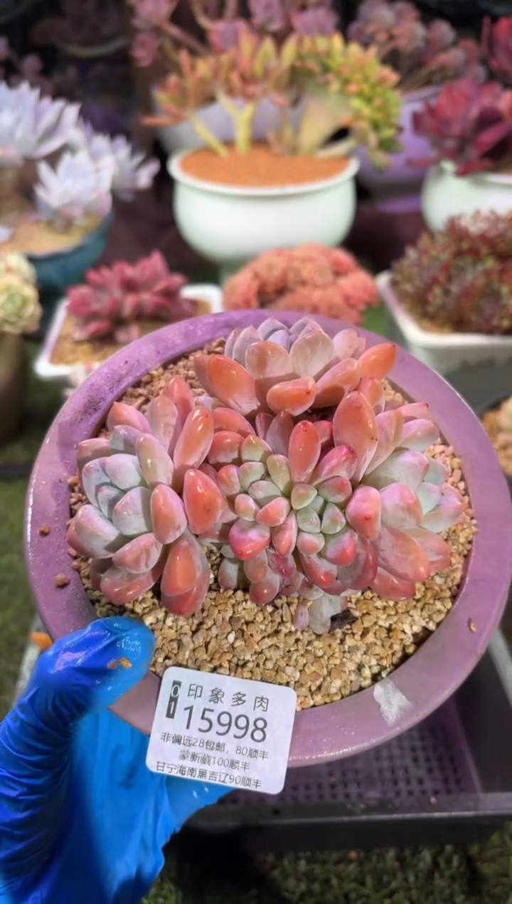 【闪购商品】15998