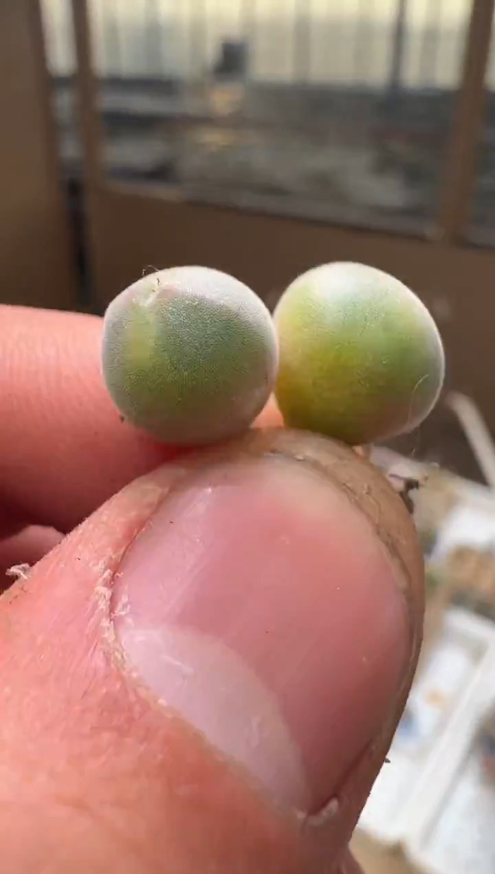 43多肉植物肉锥空蝉一颗