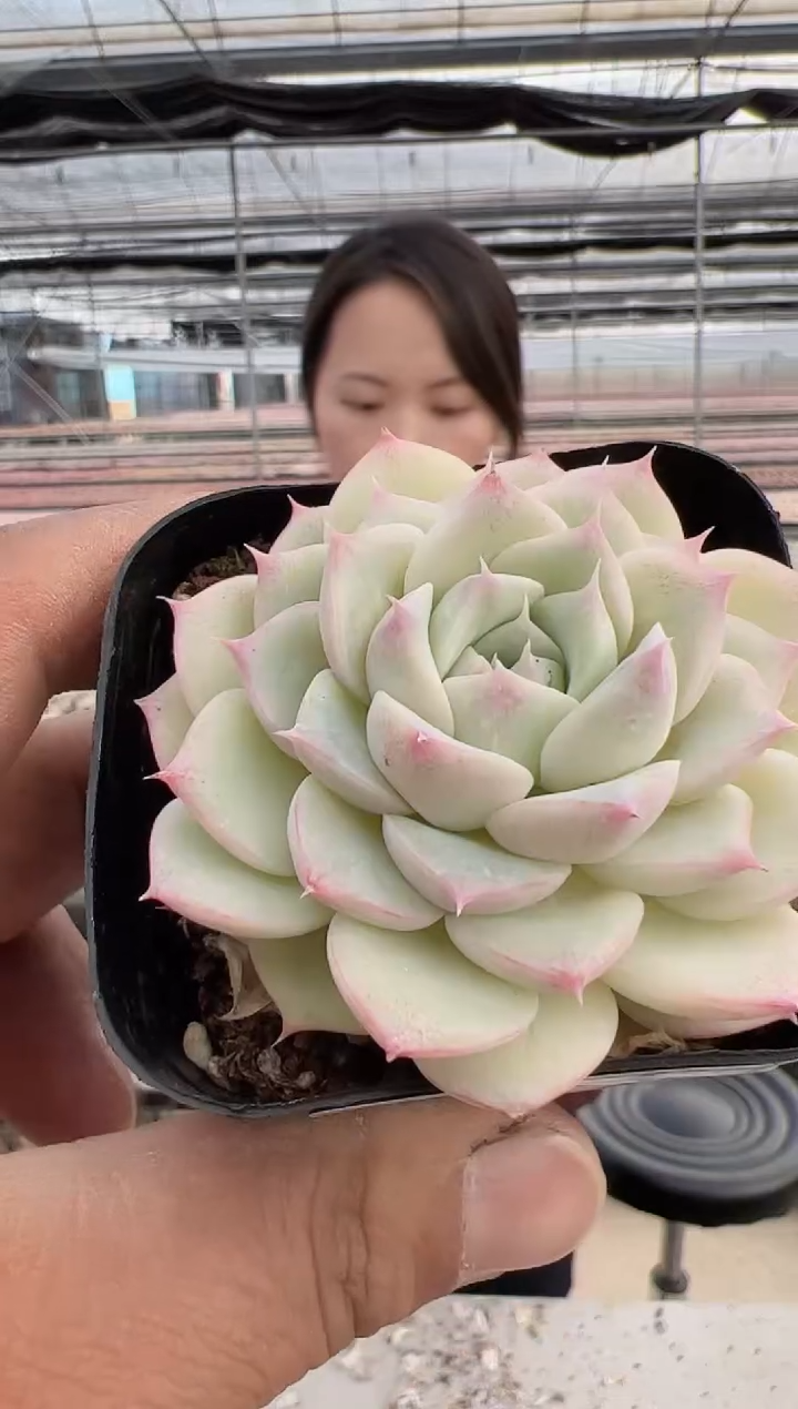 【闪购商品】新款多肉-358