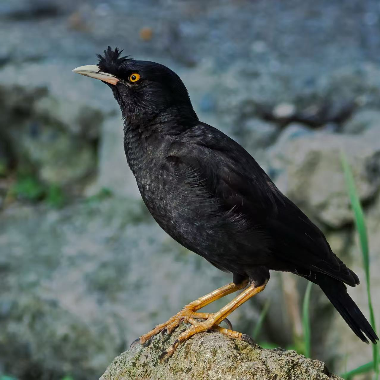 宠物活体八哥幼鸟适合新手饲养的可爱伴侣