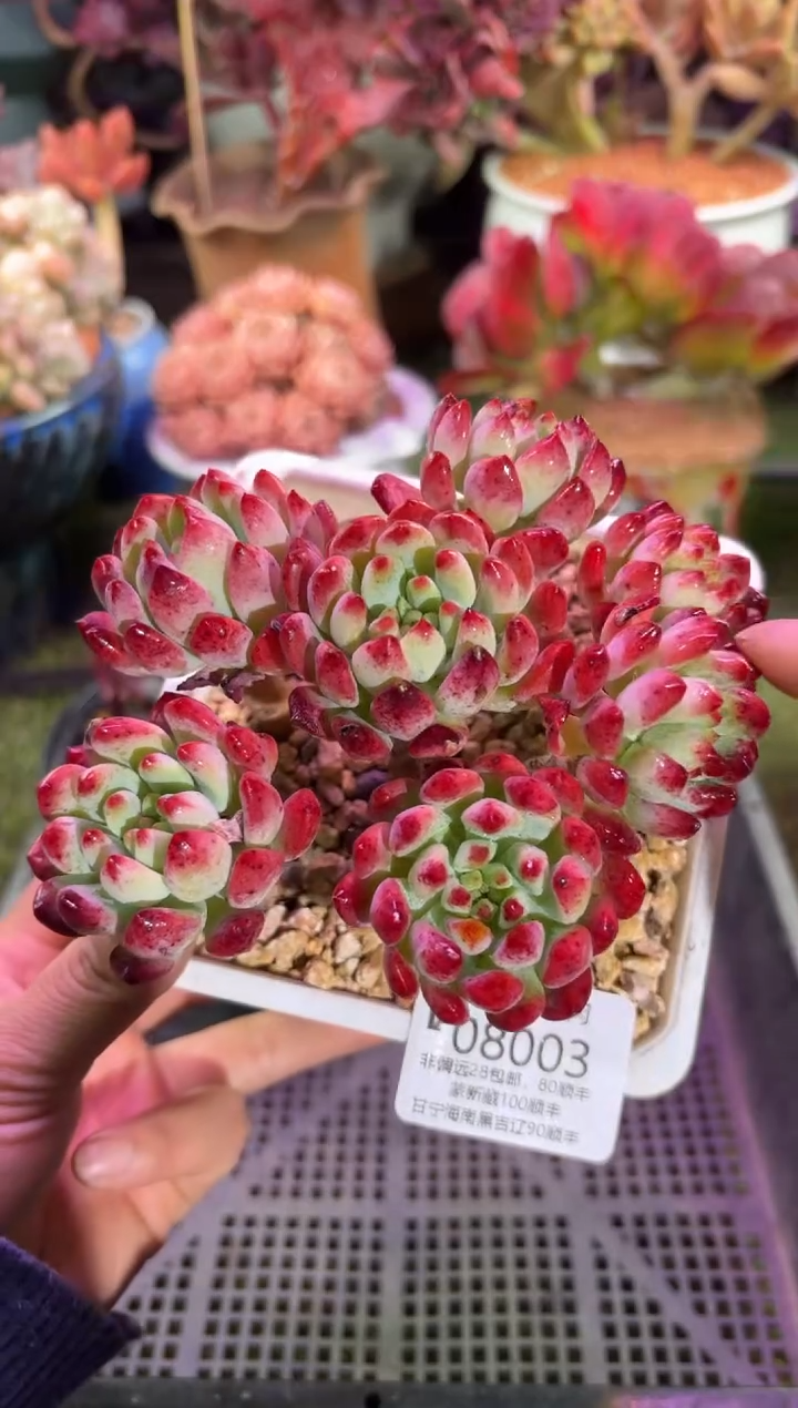 【闪购商品】08003