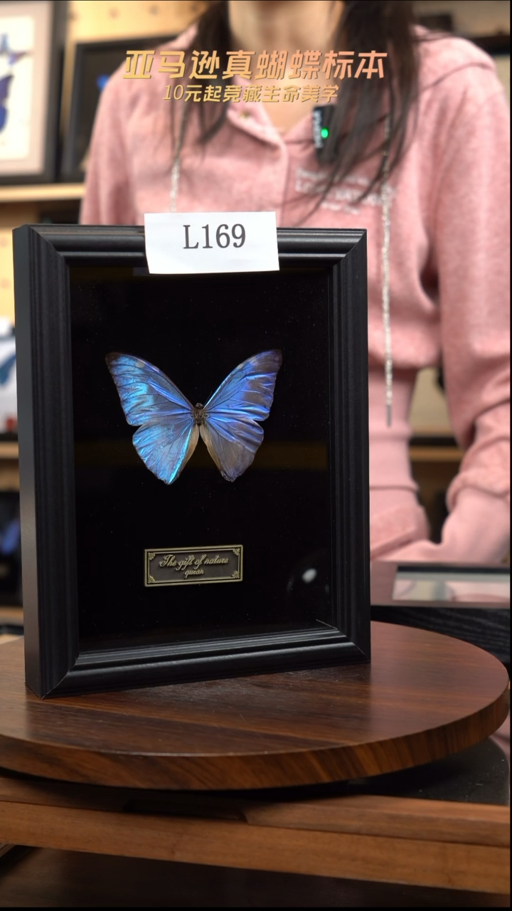 安东尼斯蝴蝶标本摆件竞拍l169