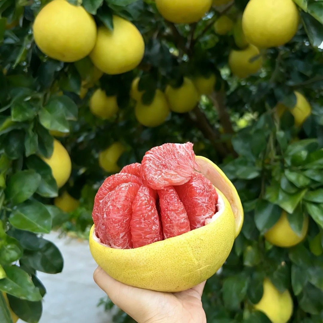 柚子 红柚 三红柚  多汁细嫩不干涩  