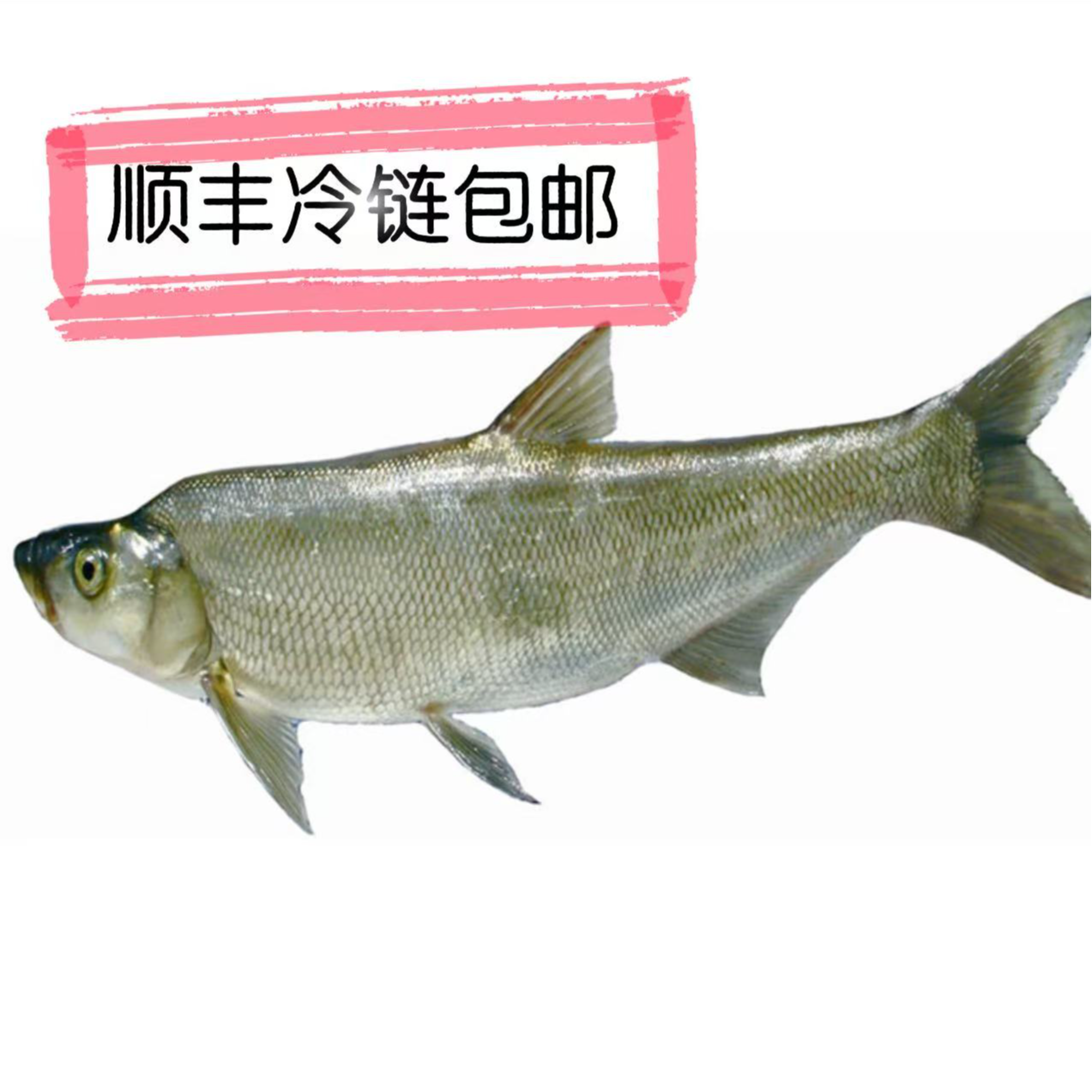 正宗东北冷水淡水江里翘嘴岛子大白鱼（多条装）