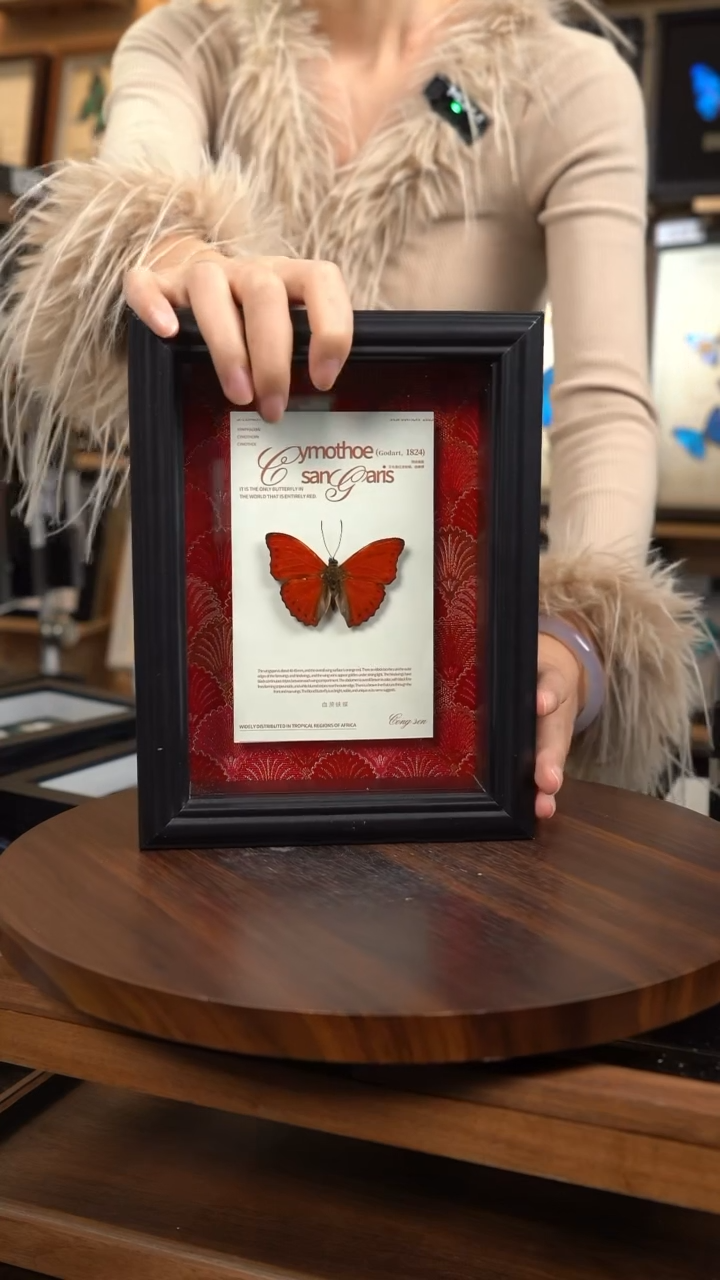 血漪蛱蝶红布底新版本 