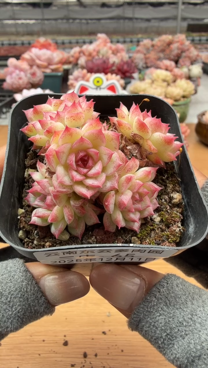 东云多肉园二店-65