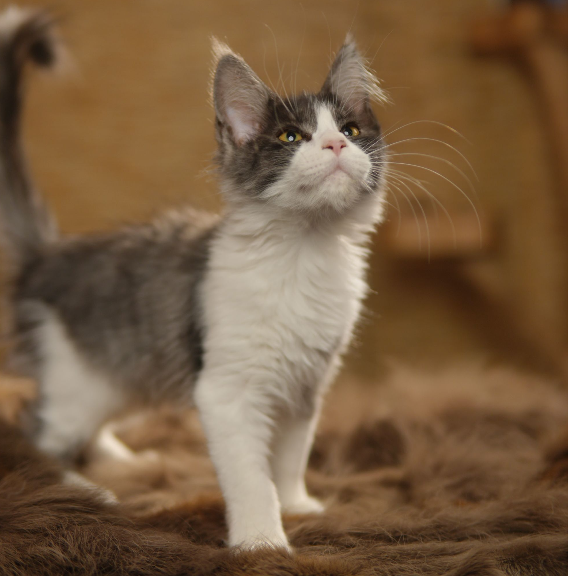 缅因猫活体开脸妹妹