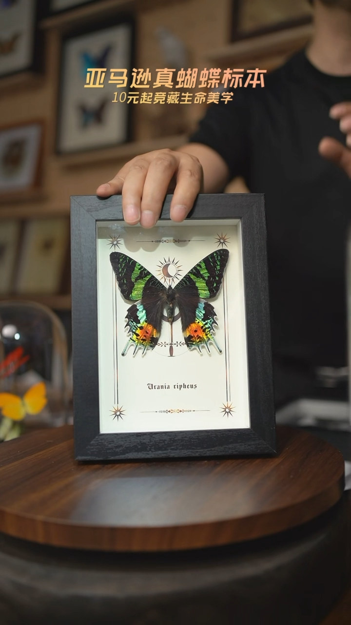 有机玻璃太阳蛾图腾款7寸竖框