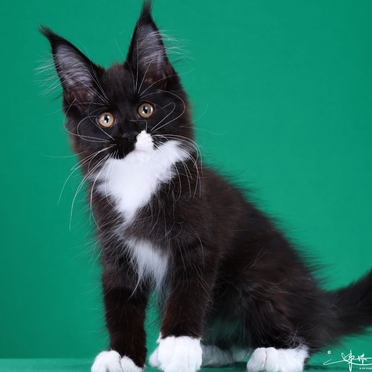 来了姊妹-黑白缅因猫 弟弟 16