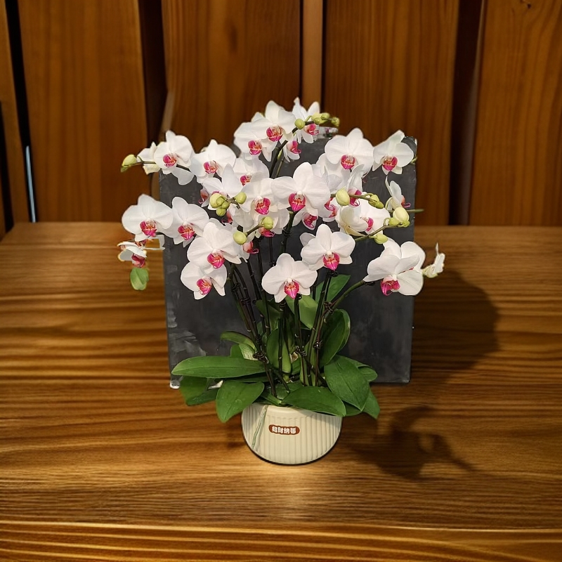 【一见钟情】白色红心客厅款蝴蝶兰室内种植观赏送礼带花发货